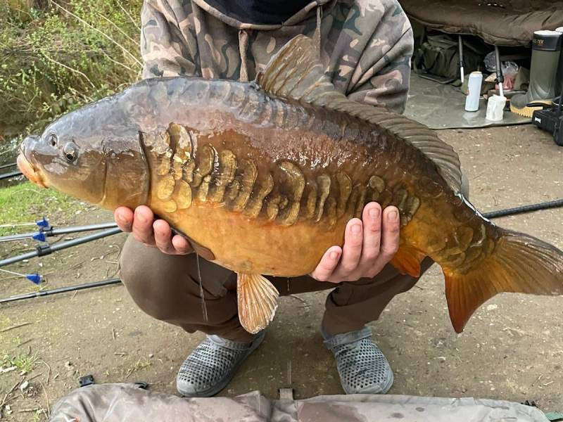 Carp-3